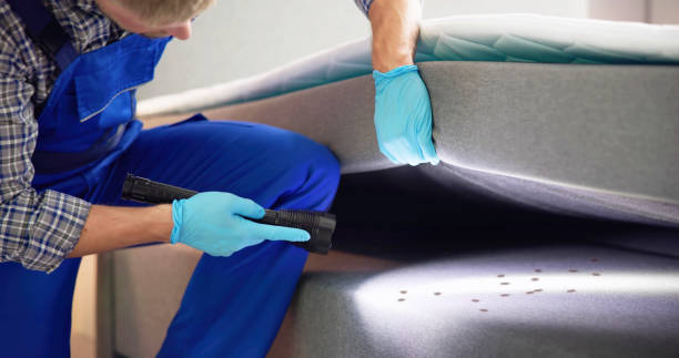 Best Wasp Removal Services  in East Meadow, NY