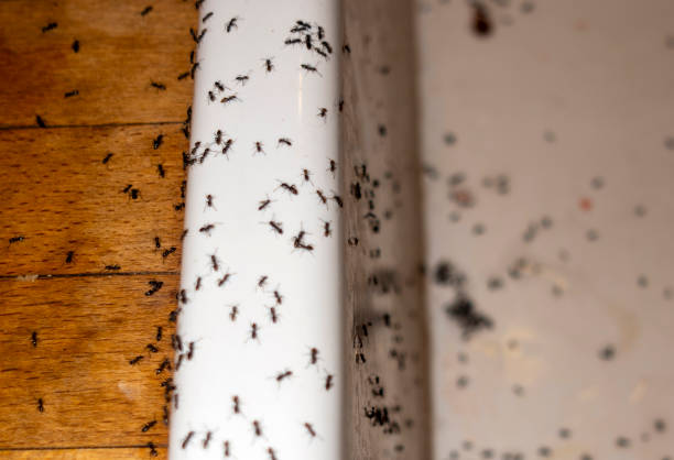 Best Exterminator Services  in East Meadow, NY