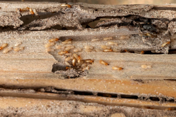 Best Pest Prevention Services  in East Meadow, NY
