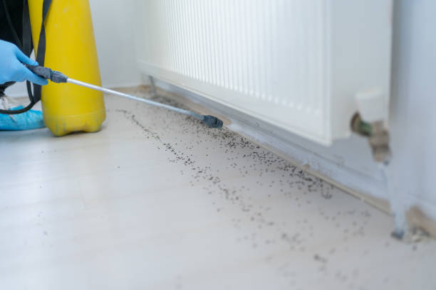 Best Ant Control Services  in East Meadow, NY